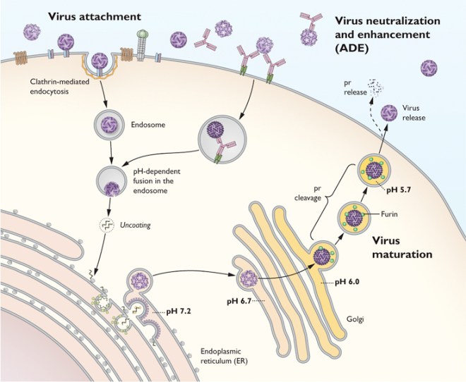 Virus ENVC