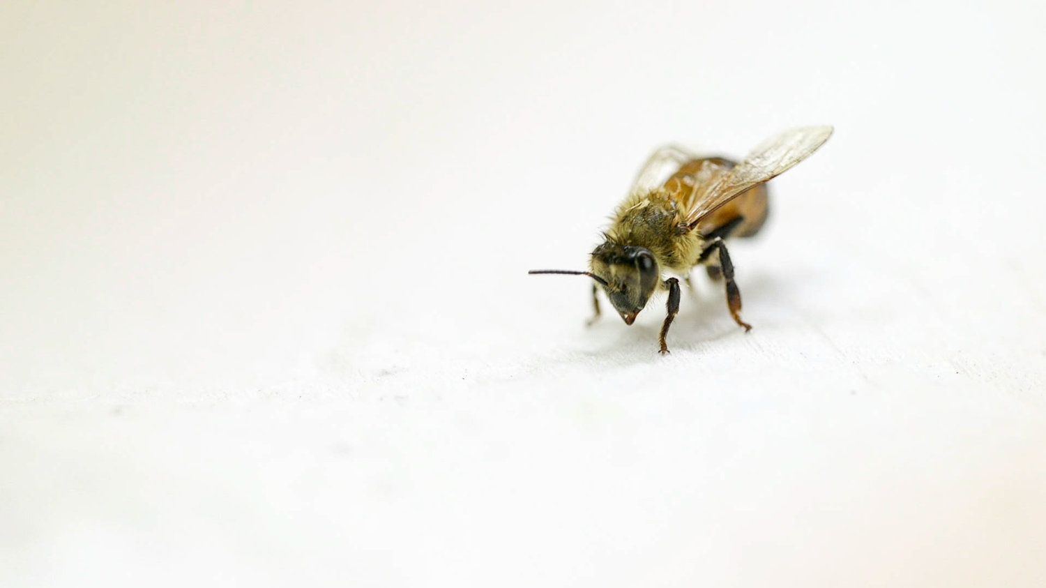 honeybee-1_wide-69991a585256d0c0f7f58402e9d053b90f955d9a-s1500-c85