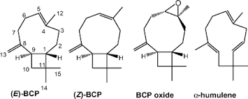 BCP1