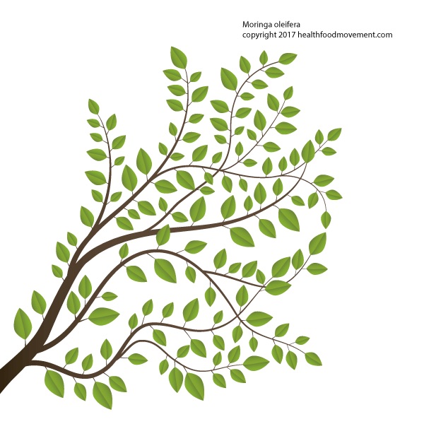 Moringa drawing.jpg